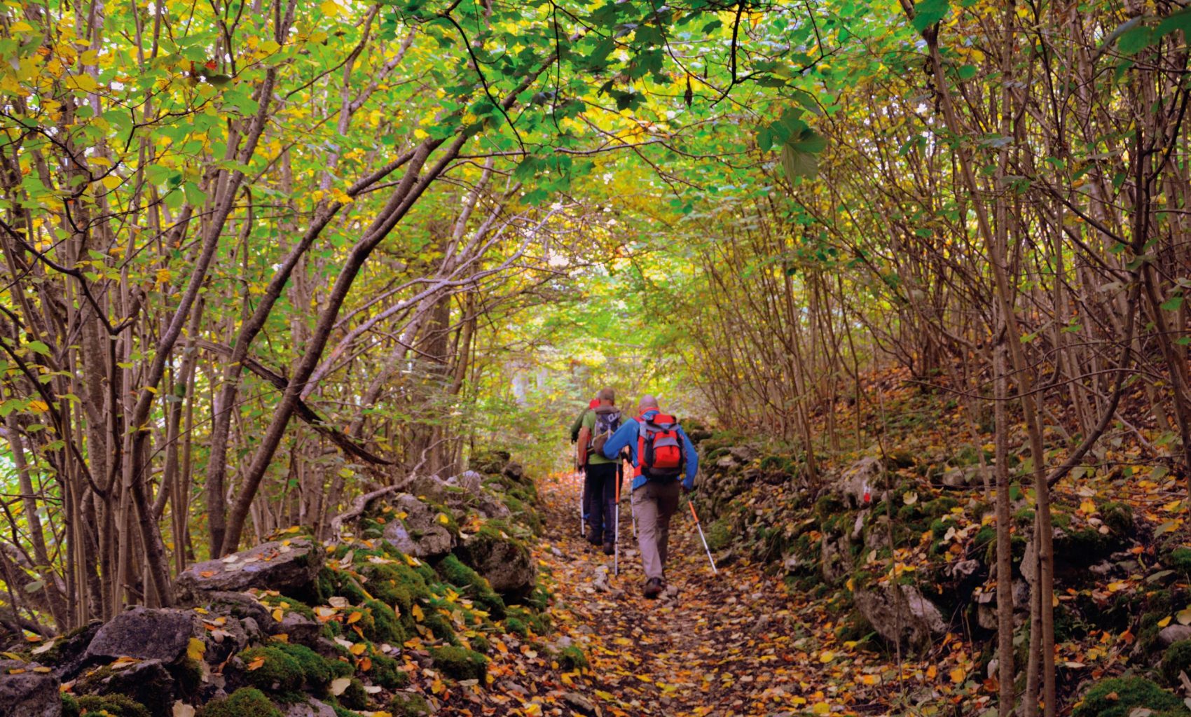 Kolme ihmistä metsässä kävelemässä polkua pitkin kävelysauvat kädessä